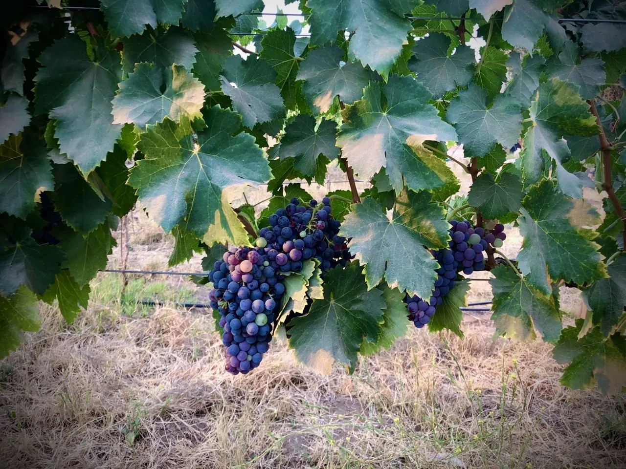Racimo de uva bajo las hojas