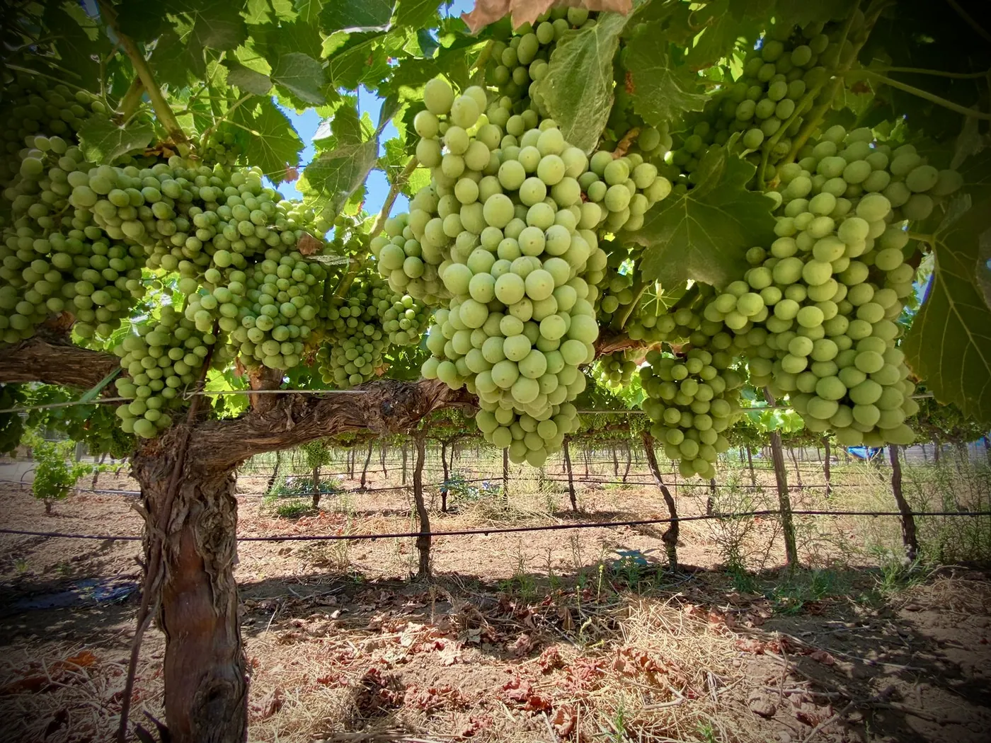 Racimos de uva blanca en la parra
