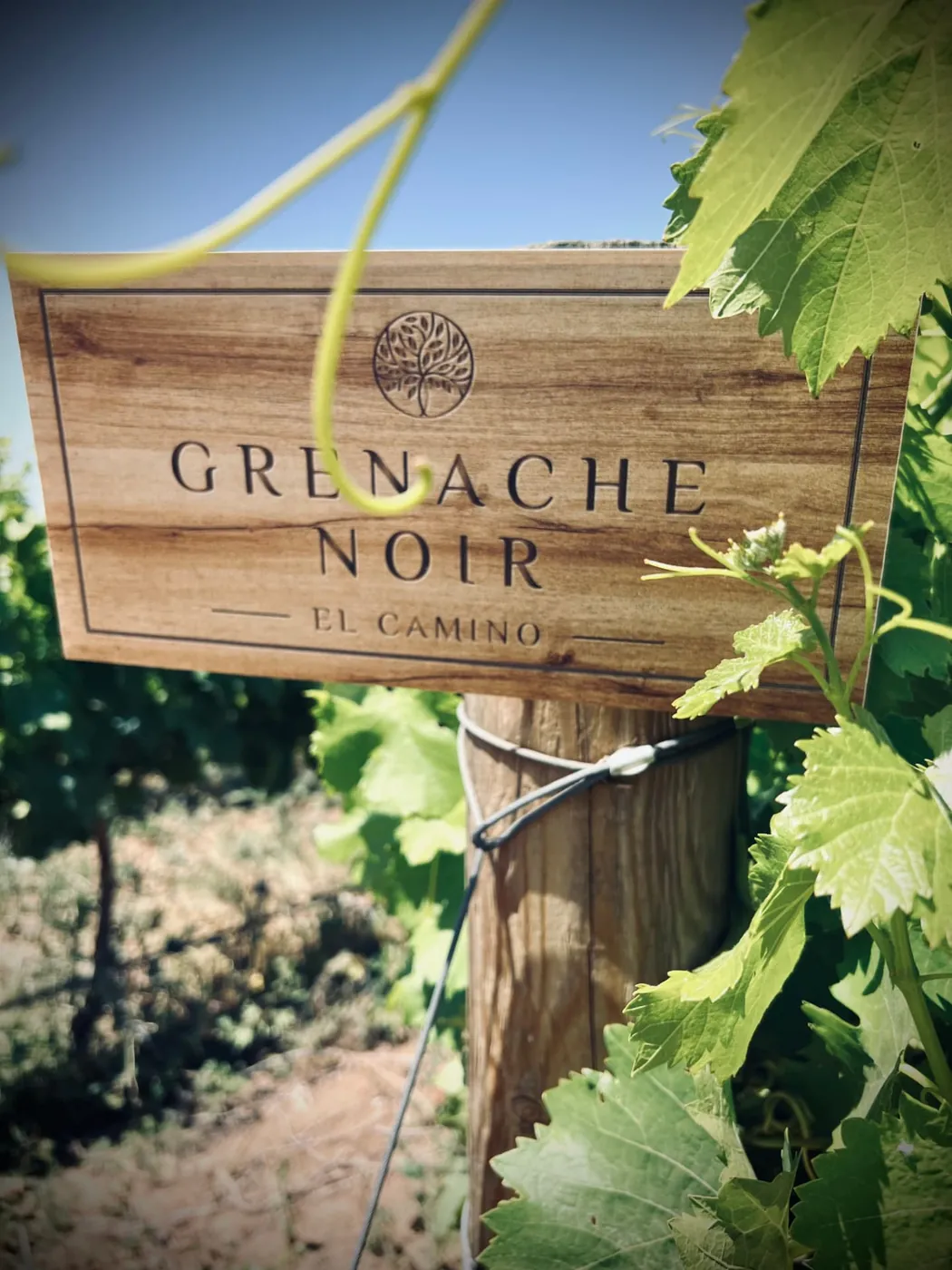 Letrero de Grenache Noir entre las hojas