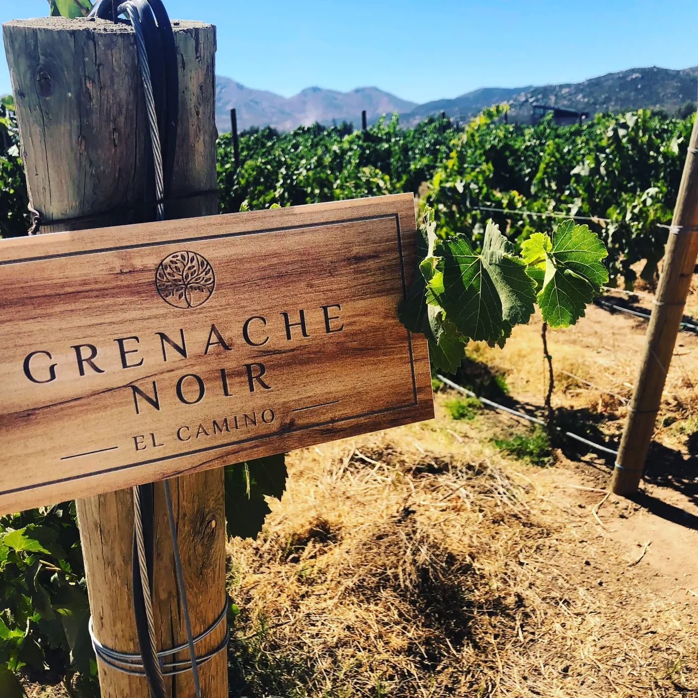 Letrero de Grenache Noir con los montes al fondo