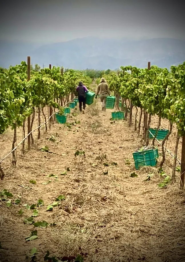 Cosecha entre los surcos del viñedo