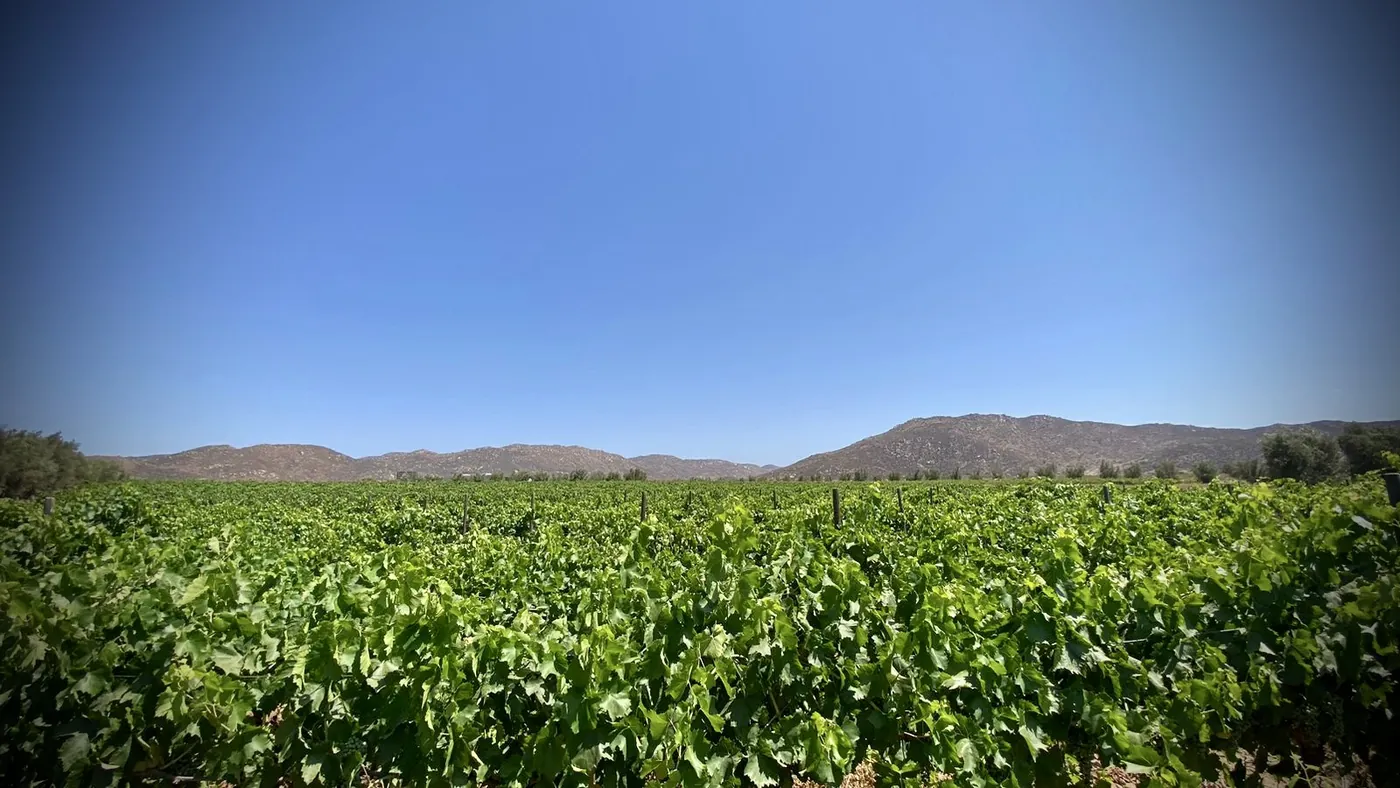 Viñedo bajo el cielo azul del valle
