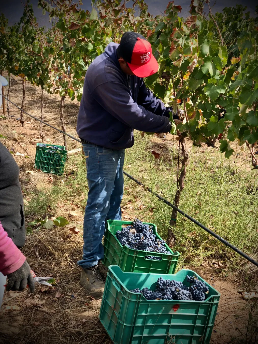 Cosecha de uva tinta en cajas