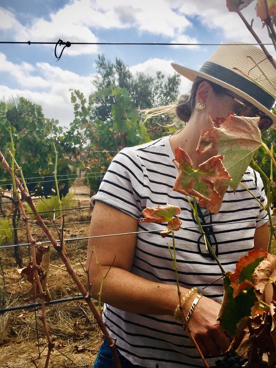 Viñedo de Bodegas El Camino en el Valle de Guadalupe